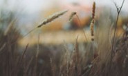 laravel 数据库获取值的常用方法